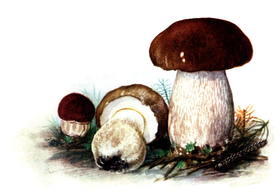 Семейка белых грибочков