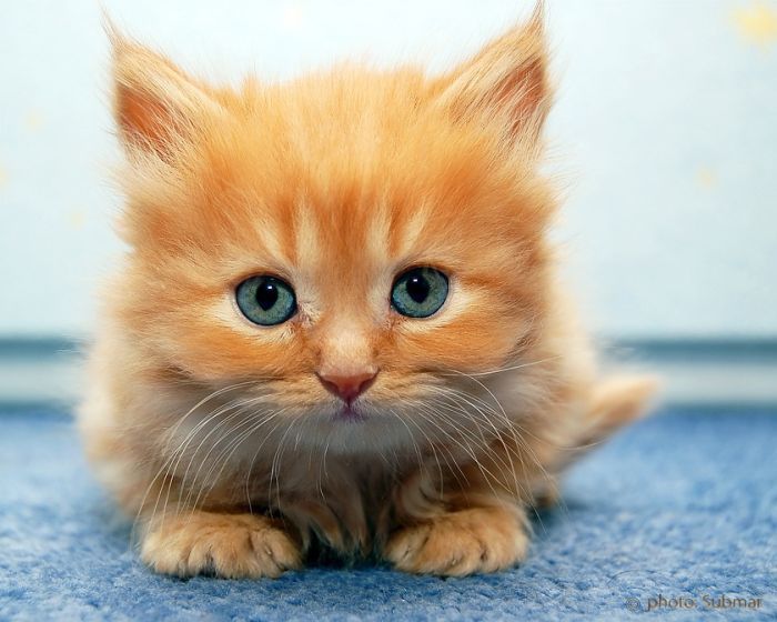 Хорошенький рыжий котенок