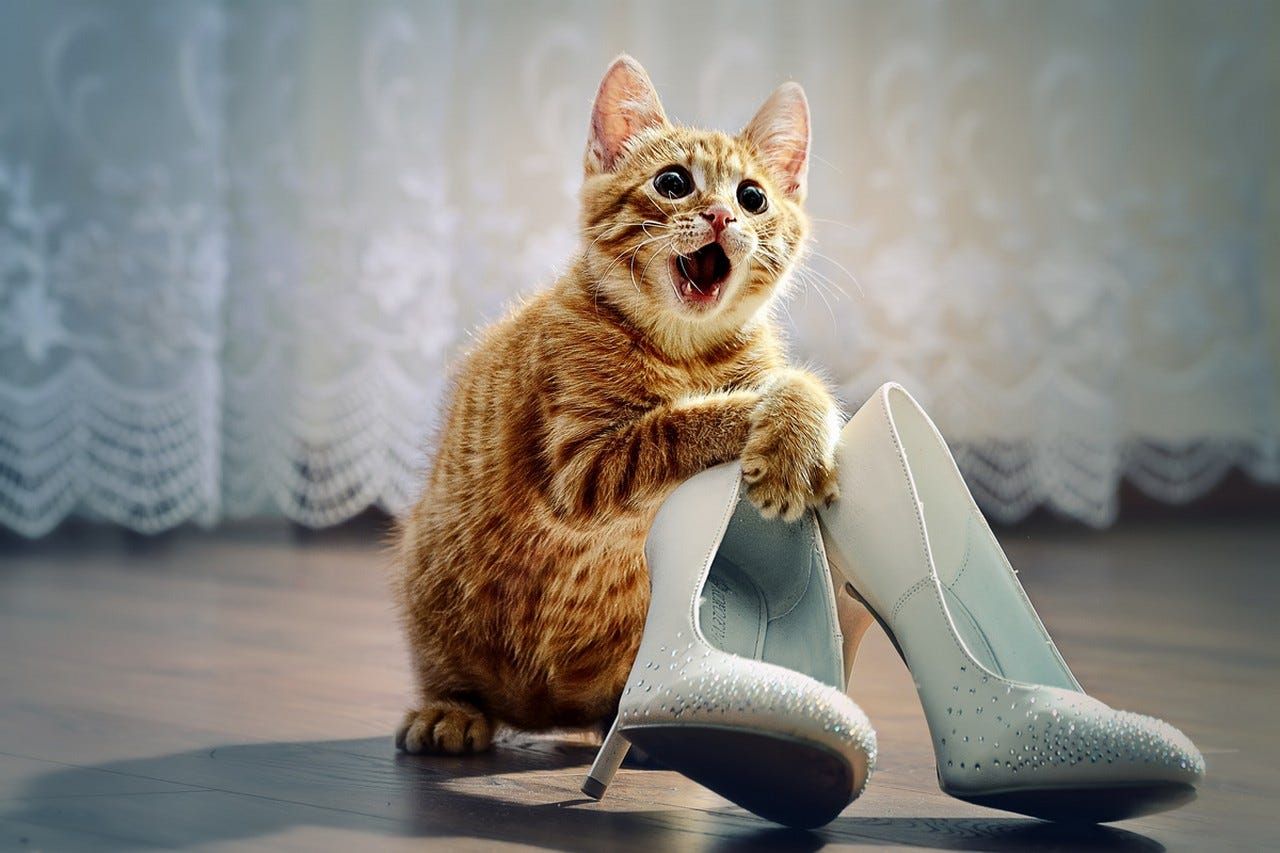 Котик с туфлями