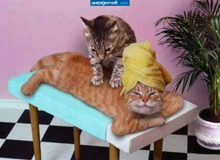 Салон массажа для котов.