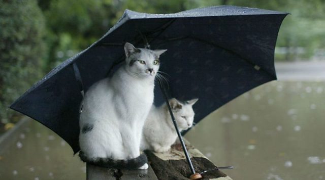 Коты под зонтом.
