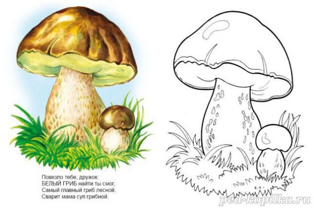 Картинка для детей белый гриб.