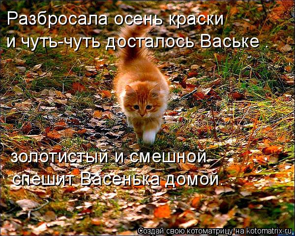 Осень, рыжий кот.