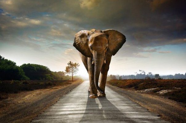 Слон идет по дороге.