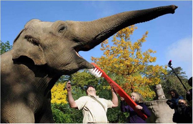 Слону чистят зубы.