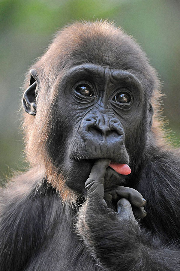 Шимпанзе, сосущая палец
