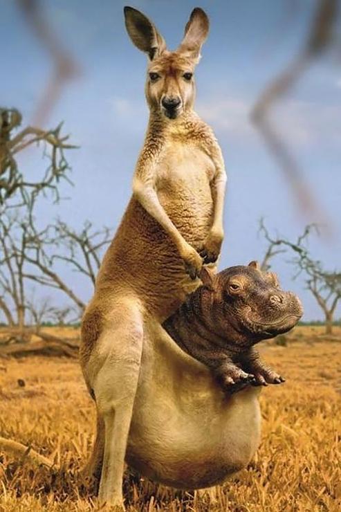 Прикольная картинка кенгуру с бегемотом в сумке на телефон.