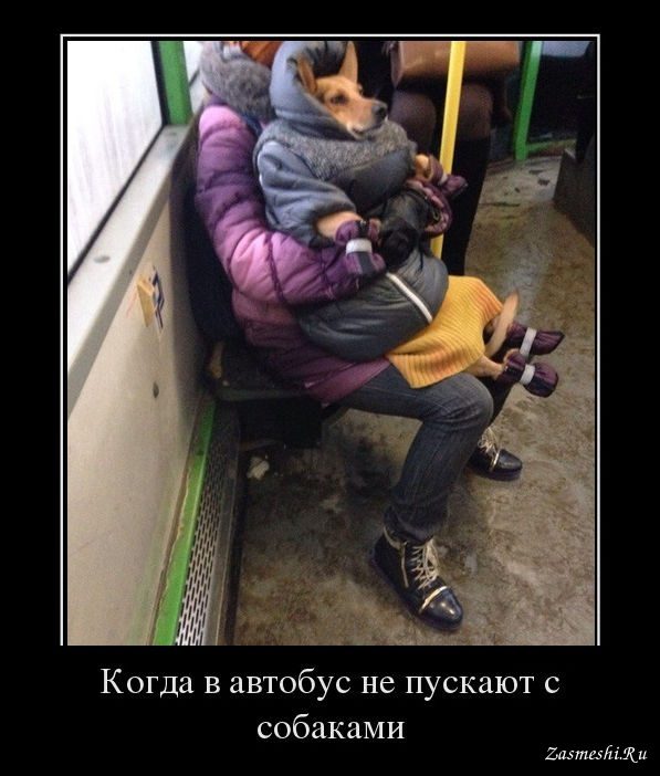 Когда в автобусе не пускают с собаками)