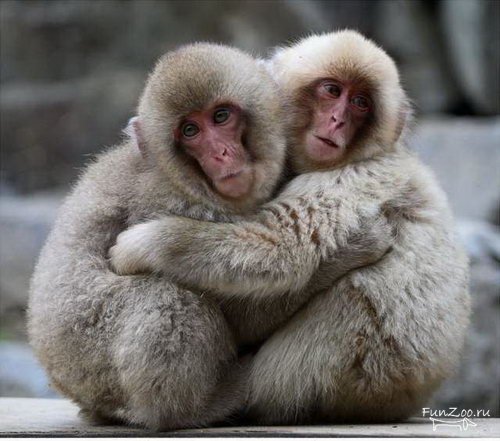 Две обезьянки обнимаются.