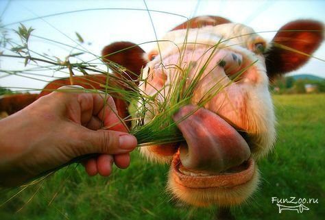 Корова ест траву.