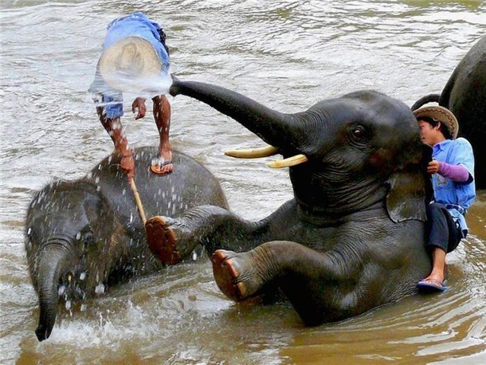 Слоны переходят через реку.