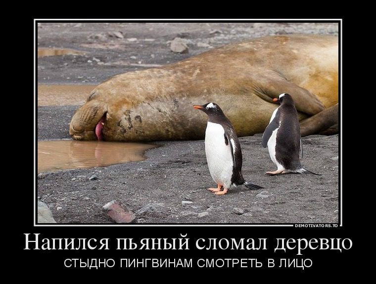 Стыдно пингвинам смотреть в лицо.