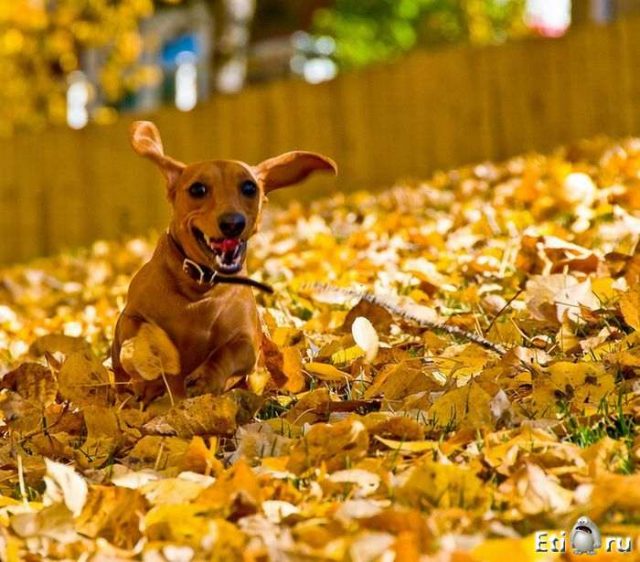 Осень, собака.