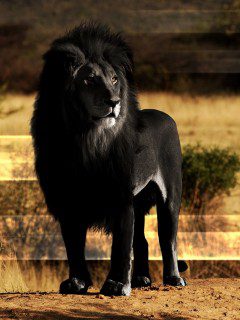 Черный лев это такая редкость, поэтому смело украшаем свой телефон прикольной картинкой!