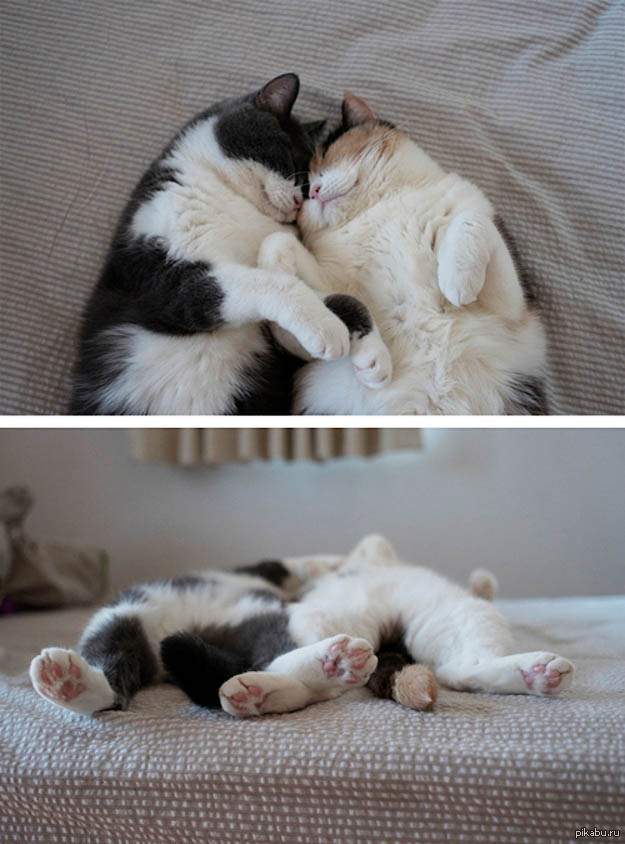 Два дружных обнимающихся кота