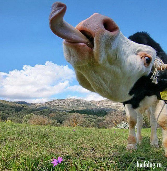 Корова с длинным языком.