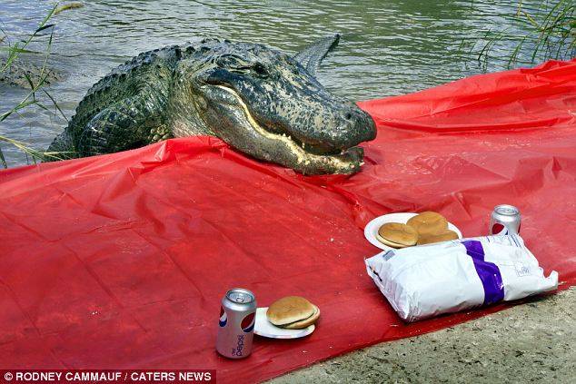 Крокодилы тоже любят пикник!