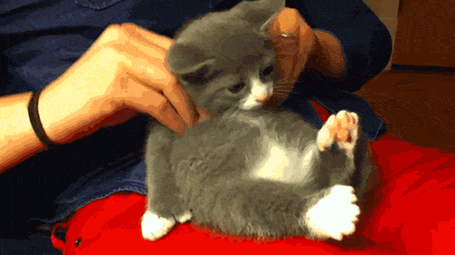 Гифка с котенком которому делают массаж.