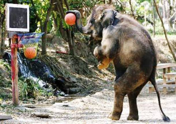 Слон играет в баскетбол.
