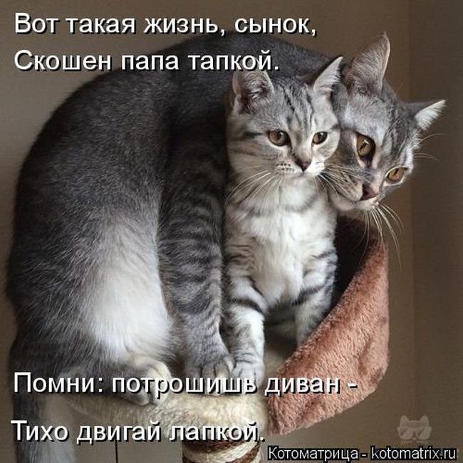 Животные в ВКонтакте.