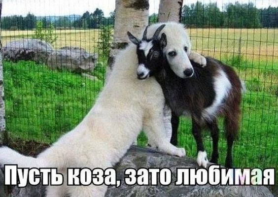 Пусть коза, зато любимая.