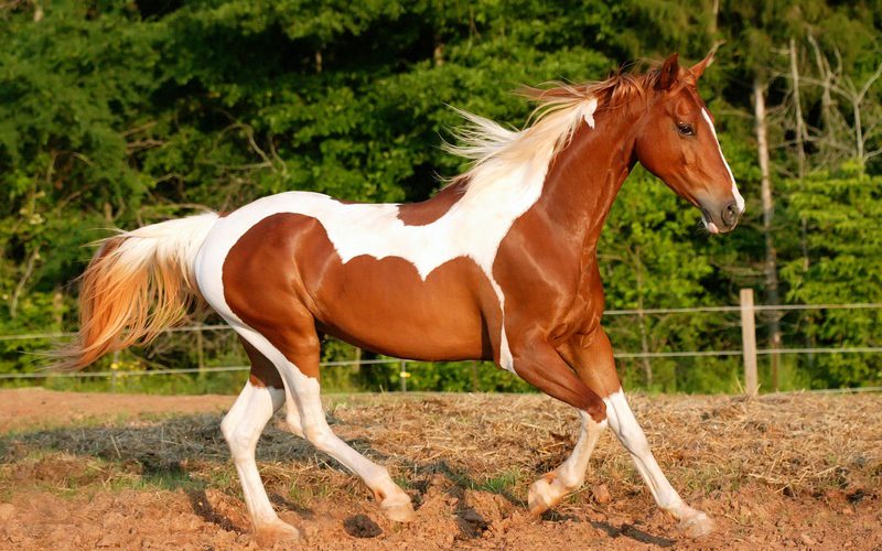 Красивая лошадь.