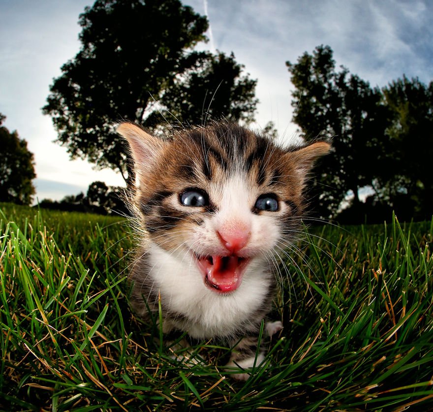 Котенок в траве