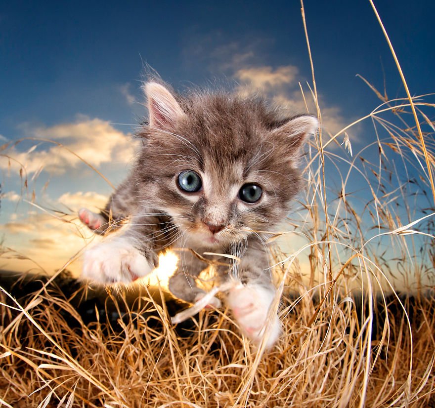 Серенький котик на поле