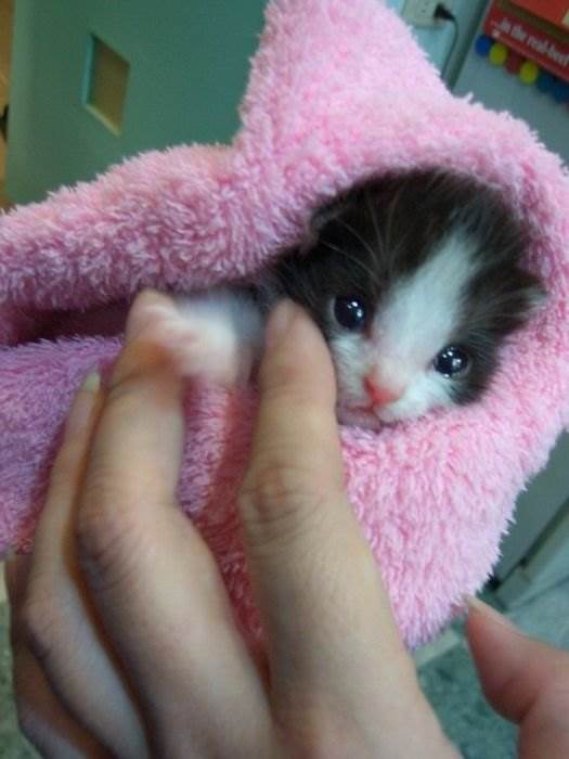Котенок в полотенцце