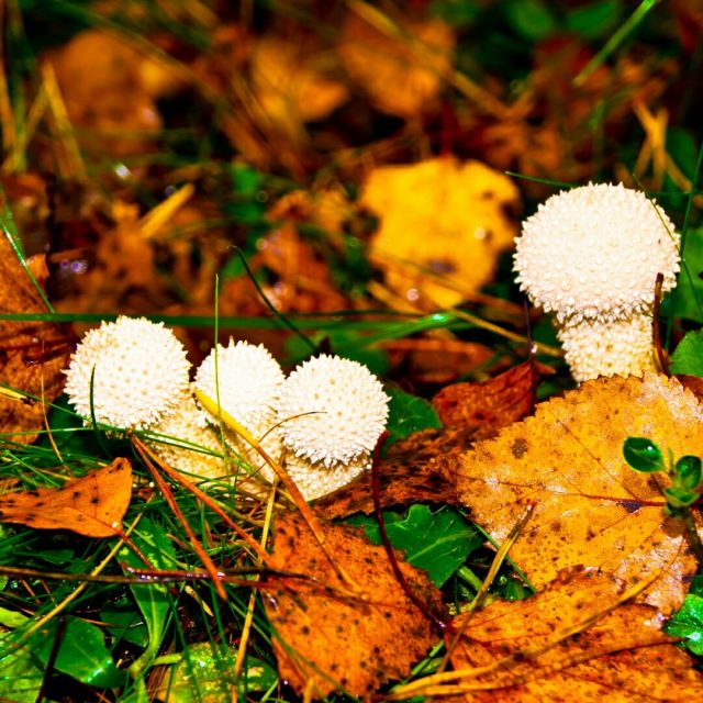 Осенние грибы.