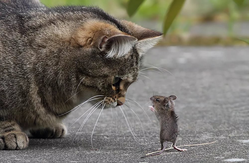 Кот и мышка