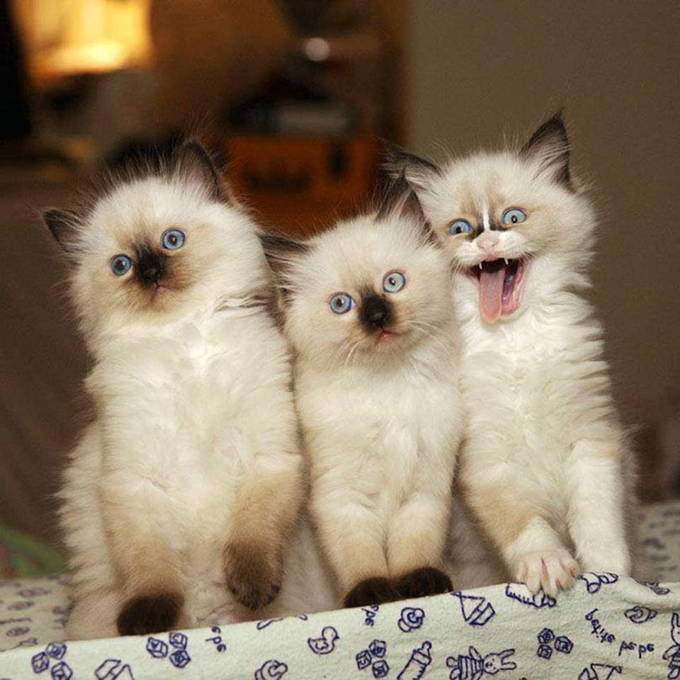 Три сиамских котика