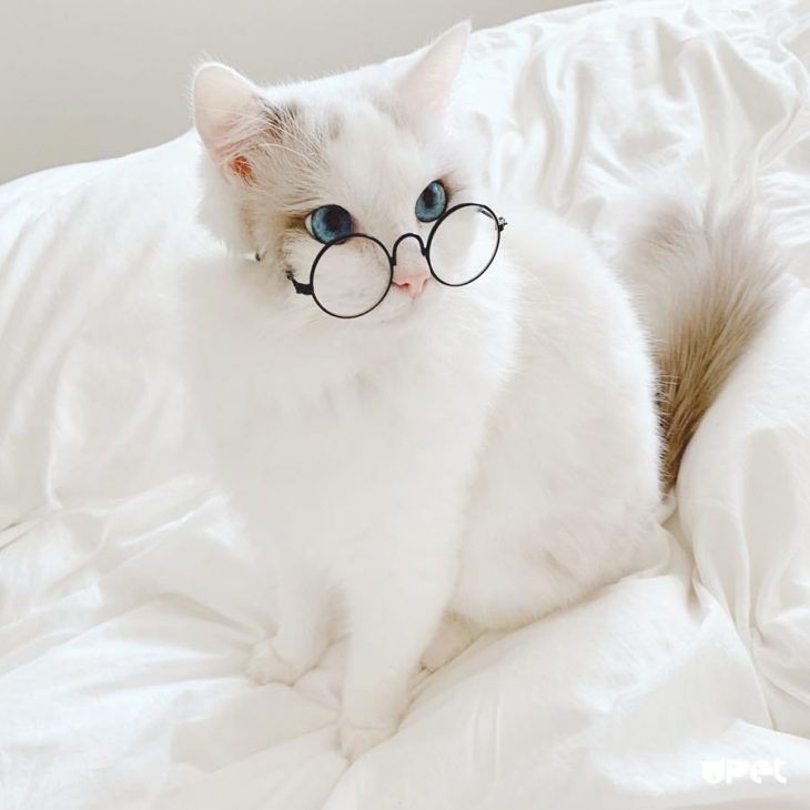 Котик в очках.