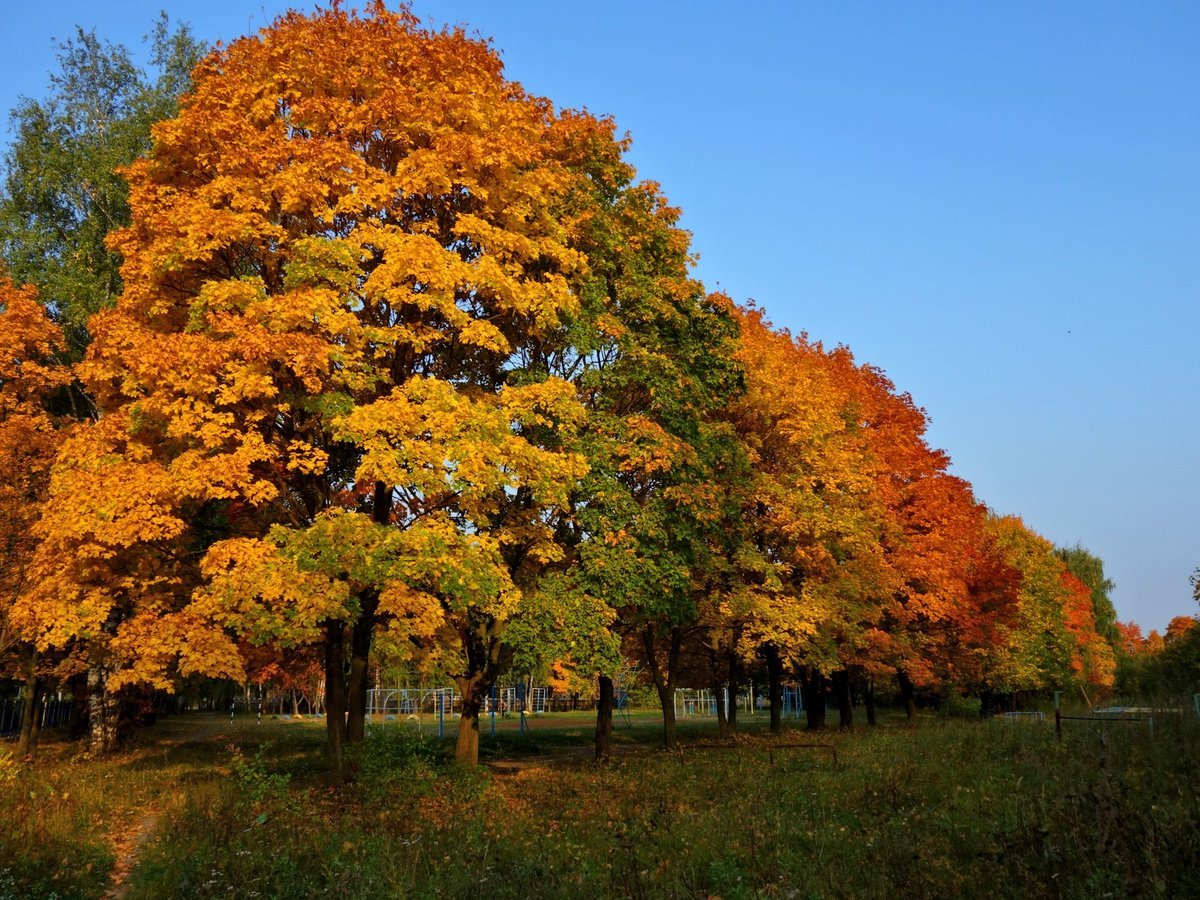 Краски осени на деревьях