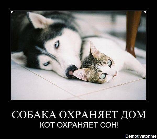 Собака охраняет дом, кот охраняет сон.