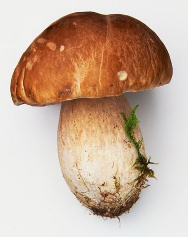 Крупный белый гриб