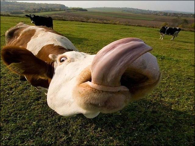 Большой язык коровы.