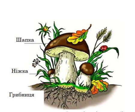 Схема белого гриба