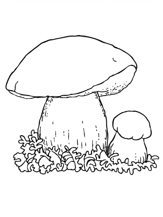 Рисунок белого гриба