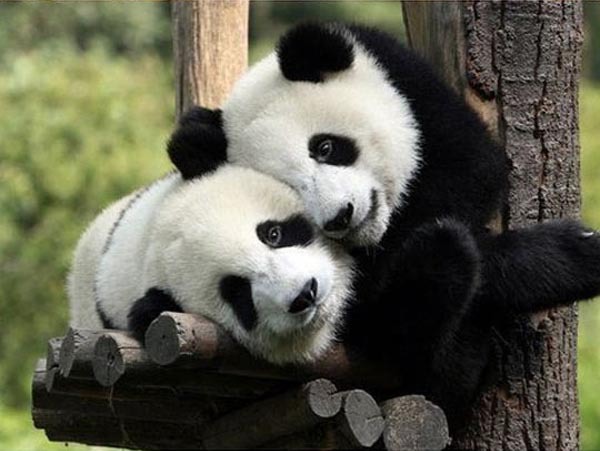 Две обнимающиеся панды.