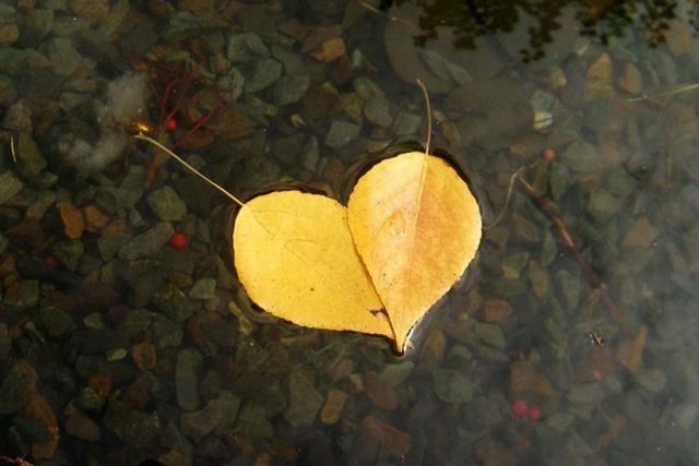 Сердце из листьев.