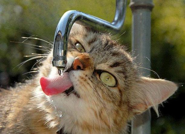 Кот, пьющий воду