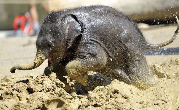 Слоненок играет в грязи.