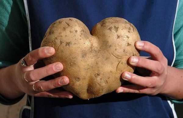 Картошка в форме сердца.