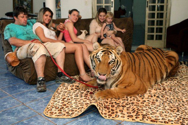 Шикарный тигр на ковре.