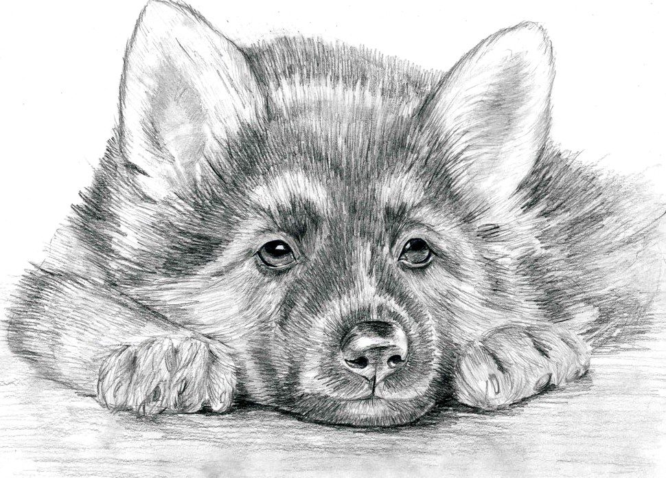 рисунок собаки карандашом.