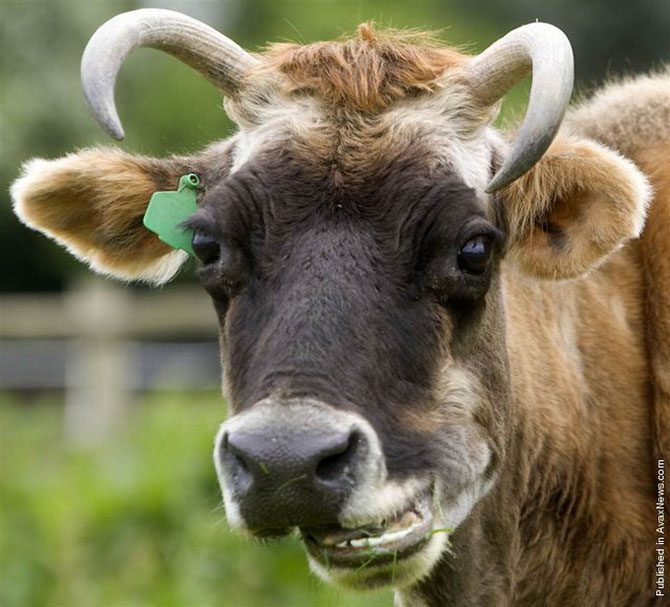 Смешная корова.