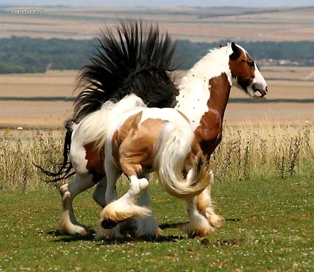 Красивые кони.