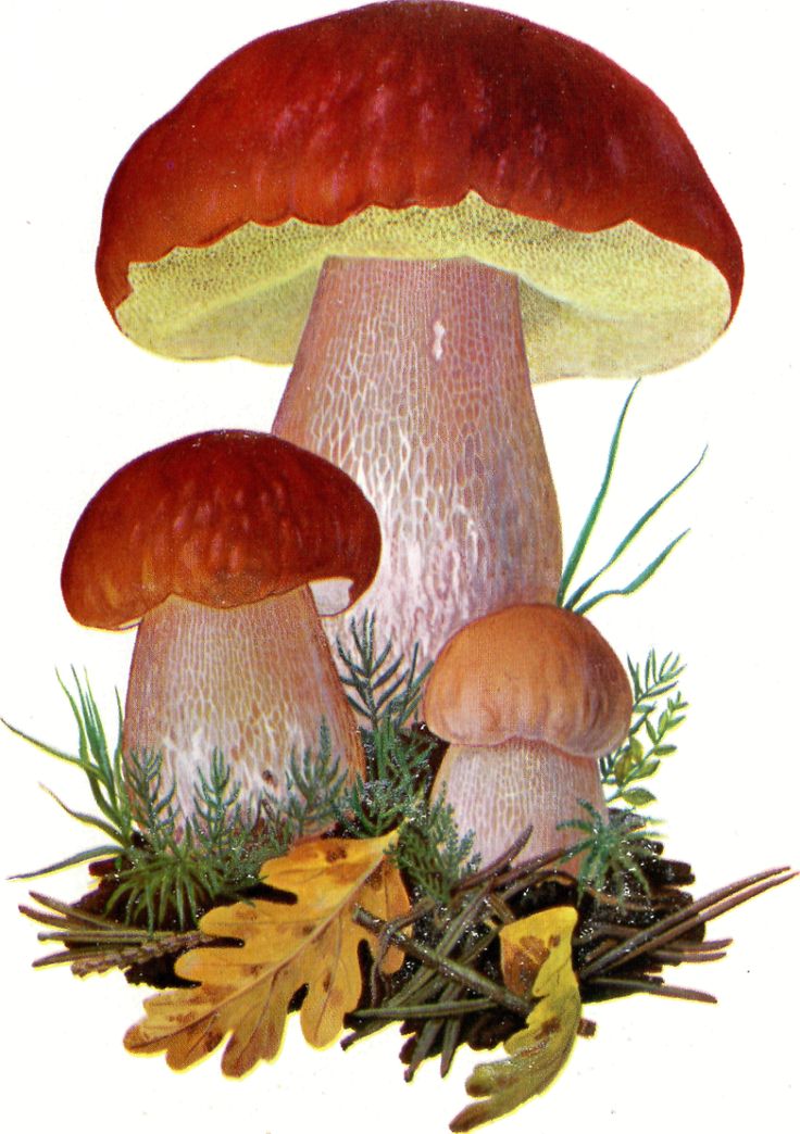 Рисунок для срисовки белые грибы