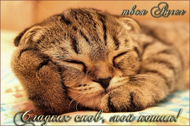 Картинка Сладких снов, мой котик!